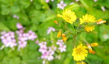 30岁后容易成为老板的生肖命格特点解读