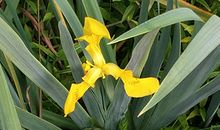 属鼠巨蟹座2018年运势