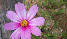 属鼠狮子座2018年运势