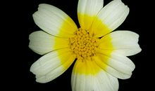 一周生肖运程(5月22日至5月28日)