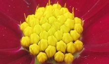 属牛白羊座2018年运势