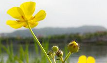 属牛金牛座2018年运势