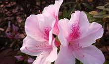 6月份桃花运比较旺的生肖