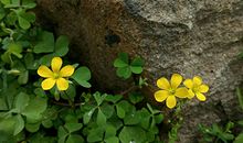 1951年属兔的人2018年运程