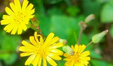 1966年属马的人2018年运程