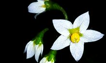 1945年属鸡的人2018年运程