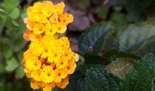 5月肯定转运苦尽甘来的生肖