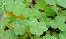 贵人运好的属相排名