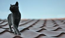 2013蛇年财运不济的生肖