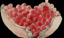 哪些生肖生来桃花就多