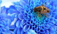 生肖运程：四月生肖猪运程大揭密