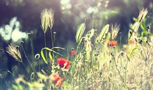 十二生肖的爱情守护神