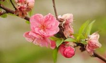 十二生肖七月桃花运预报