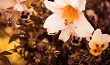 属马的人2011年11月运程