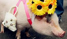 你是老板心中的猪头吗？