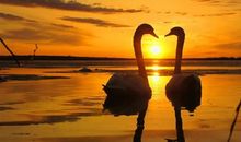 最会解决爱情危机的星座