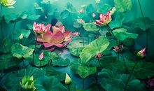 曼桦老师一周生肖运势（2014.8.31-9.6）