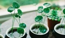 给处女座的第146封信