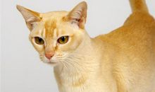 水瓶座专属宠物猫