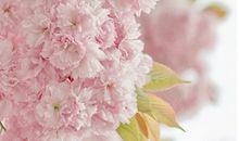 代表狮子座男女的色彩