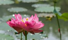 从中医来看小满养生的要点是什么？