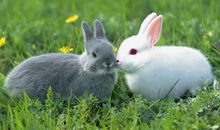 不同的生肖，哪些月份机缘最旺呢？