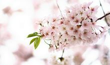 代表双鱼座男女的色彩