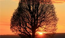 白羊座的桃花运被什么阻碍