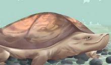 家里不得养的十大凶龟 会毁一生