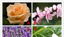 喜欢哪一种花？测你有什么弱点