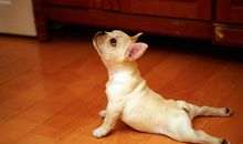 壬心吾 动物给我们带来了哪些预兆