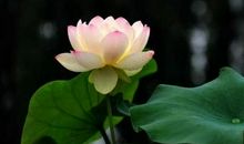 生肖遇劫 除了遇贵人还要这样做（下）