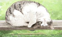 家居风水 家里有野猫预示着什么