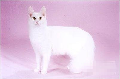 天蝎座最好的宠物猫：土耳其安哥拉猫