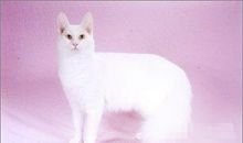 天蝎座最适合的宠物猫：土耳其安哥拉猫