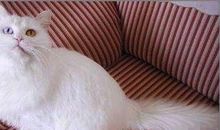 白羊座最适合的宠物猫：山东狮子猫