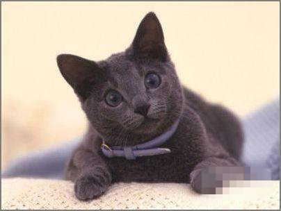 Leo的最佳宠物猫：俄罗斯蓝猫