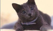 狮子座最适合的宠物猫：俄罗斯蓝猫