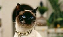 双子座最适合的宠物猫：暹罗猫