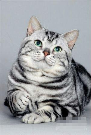摩羯座的最佳宠物猫：美国Shorthair猫