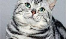 摩羯座最适合的宠物猫：美国短毛猫