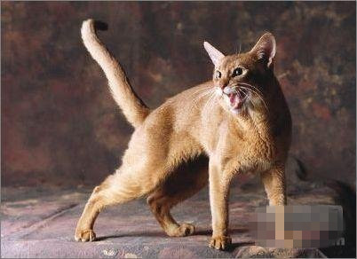射击者中最合适的宠物猫：Abeth Nata Cat