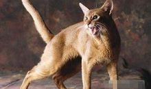 射手座最适合的宠物猫：阿比西尼亚猫