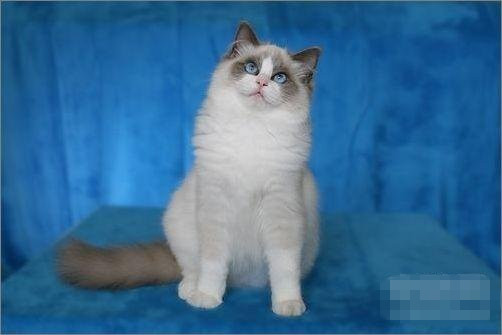 双鱼座最合适的宠物猫：小屋猫