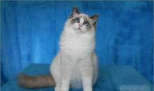 双鱼座最适合的宠物猫：布偶猫
