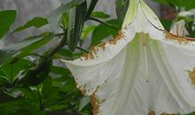 海百合本周星座运势（2017.5.1-5.7）