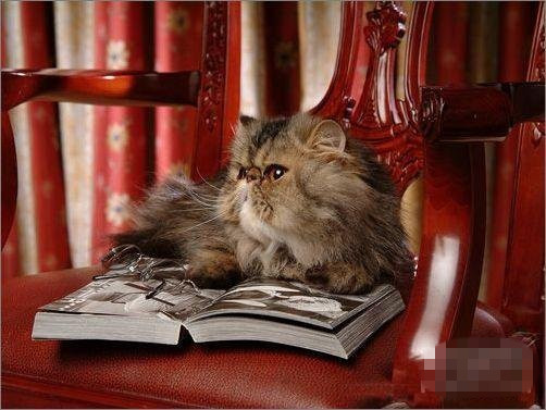 天秤座最好的宠物猫：波斯猫