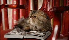 天秤座最适合的宠物猫：波斯猫