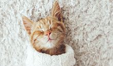 玉宸七政四余一周星座运势(7.24-7.30)