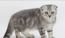 巨蟹座最适合的宠物猫：苏格兰折耳猫
